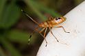ZZ_ZZXYX_D7725_Z_90_North Stradbroke island_Australie